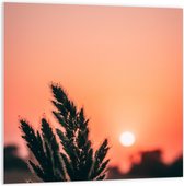 WallClassics - Plaque de Mousse PVC - Brindille au Coucher du Soleil - 100x100 cm Photo sur Plaque de Mousse PVC (Avec Système d'accrochage)