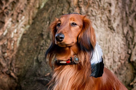 RUFFWEAR The Beacon Veiligheidslicht voor honden, waterdichte hondenhalsband, led-hondenhalsband, gesp nachtlampje, veiligheidsclip op knipperend hondenlicht voor hondenlijnen en harnassen, oplaadbaar