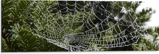 WallClassics - Dibond - Spinnenweb tussen Planten - 90x30 cm Foto op Aluminium (Wanddecoratie van metaal)