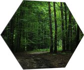 WallClassics - Dibond Hexagon - Wandelpad in Bos - 70x60.9 cm Foto op Hexagon (Met Ophangsysteem)