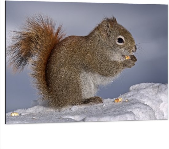 WallClassics - Dibond - Eekhoorn Eet een Nootje op de Sneeuw - 100x75 cm Foto op Aluminium (Wanddecoratie van metaal)