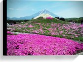 WallClassics - Canvas  - Roze Bloemenveld met Berg in Achtergrond - 40x30 cm Foto op Canvas Schilderij (Wanddecoratie op Canvas)