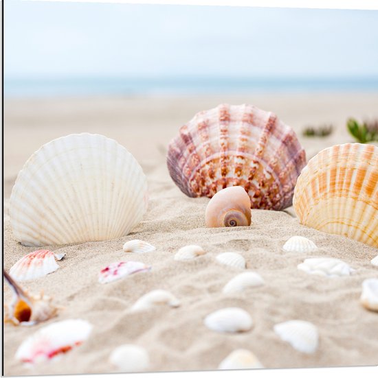 WallClassics - Dibond - Schelpjes in het Zand op het Strand - 80x80 cm Foto op Aluminium (Wanddecoratie van metaal)