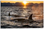 WallClassics - Dibond - Orca's in de Zee - 60x40 cm Foto op Aluminium (Wanddecoratie van metaal)