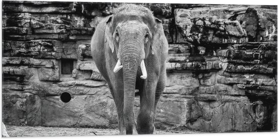 WallClassics - Drapeau - Éléphant au zoo Zwart - Wit - 100x50 cm Photo sur Drapeau Polyester