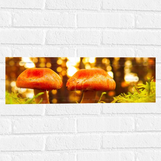 WallClassics - Muursticker - Twee Padenstoelen in Gras - 60x20 cm Foto op Muursticker