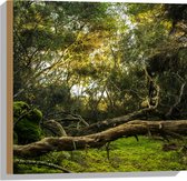 WallClassics - Bois - Troncs, branches et feuilles en forêt - 50 x 50 cm - Épaisseur 12 mm - Photo sur bois (avec système de suspension)