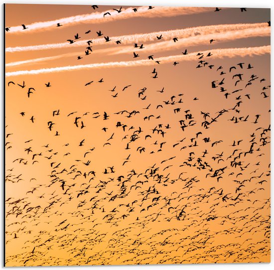 WallClassics - Dibond - Heel veel Vogels in de Lucht met Zonsondergang - 50x50 cm Foto op Aluminium (Wanddecoratie van metaal)