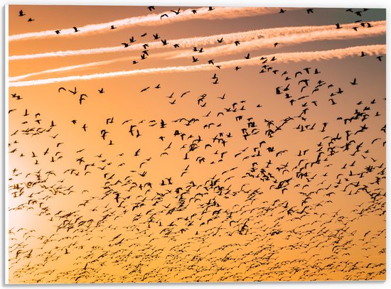 WallClassics - PVC Schuimplaat - Heel veel Vogels in de Lucht met Zonsondergang - 40x30 cm Foto op PVC Schuimplaat (Met Ophangsysteem)