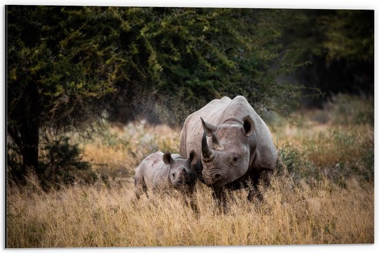 WallClassics - Dibond - Neushoorn met Baby in de Natuur - 60x40 cm Foto op Aluminium (Met Ophangsysteem)