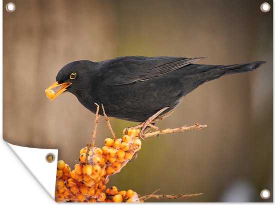 Décoration de Jardin Vogel - Merle - Hiver - Glace - Baie - 40x30 cm - Toile de jardin - Poster extérieur