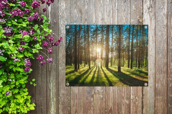 Tuinschilderij Zon - Bomen - Landschap - Gras - 80x60 cm - Tuinposter - Tuindoek - Buitenposter