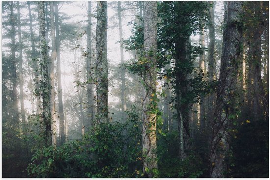 WallClassics - Poster (Matte) - Fog between Arbres - 60x40 cm Photo sur Papier Poster d'aspect Mat