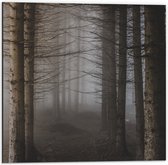 WallClassics - Dibond - Mist tussen Hoge Witte Bomen - 50x50 cm Foto op Aluminium (Wanddecoratie van metaal)
