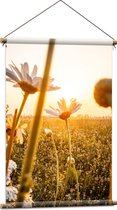 WallClassics - Textielposter - Madeliefjes in Bloemenveld met Zonlicht - 60x90 cm Foto op Textiel