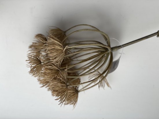 Brynxz - zijde - heracleum - beige - 72 cm