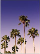 WallClassics - Poster Glossy - Palm Tree Tops in the Sky - 30x40 cm Photo sur Papier Poster avec Finition Brillante