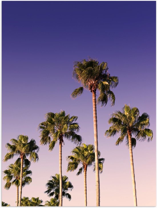 WallClassics - Poster Glanzend – Palmboomtoppen in de lucht - 30x40 cm Foto op Posterpapier met Glanzende Afwerking