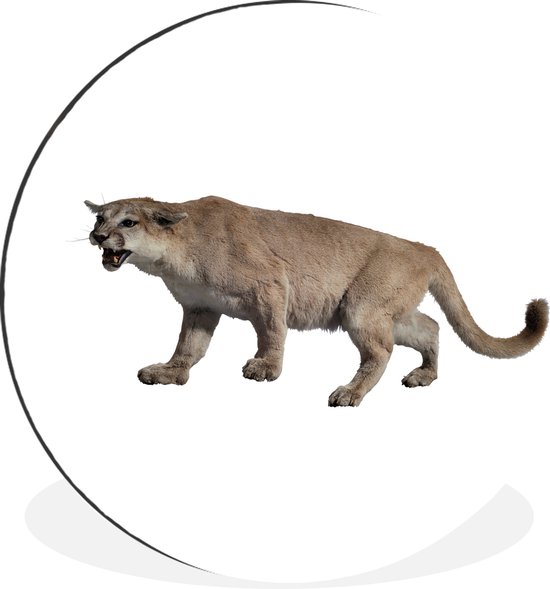 WallCircle - Wandcirkel - Muurcirkel - Een Puma op een witte achtergrond die op zijn hoede is - Aluminium - Dibond - 30x30 cm - Binnen en Buiten