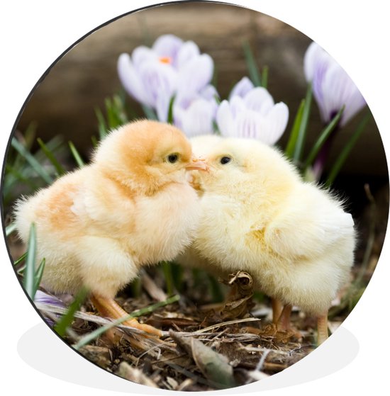 Deux poussins jaunes kussen pour quelques fleurs Cercle mural aluminium ⌀ 120 cm - tirage photo sur cercle mural / cercle vivant / cercle jardin (décoration murale) XXL / Groot format!