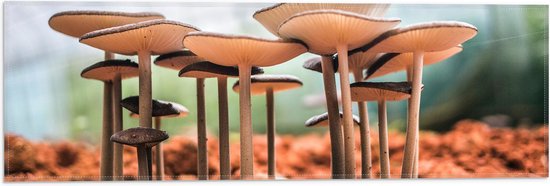 WallClassics - Drapeau - Champignons crinière de lion - Photo 60x20 cm sur drapeau polyester