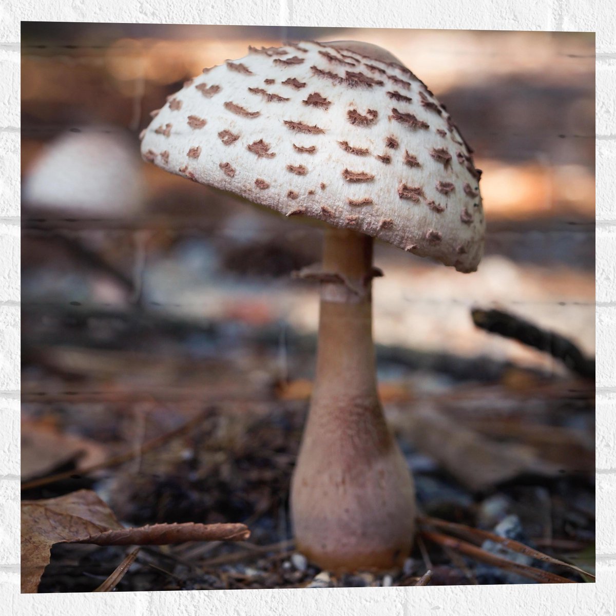 Muursticker - Knolparasolzwam Paddenstoel in Bos - 50x50 cm Foto op Muursticker