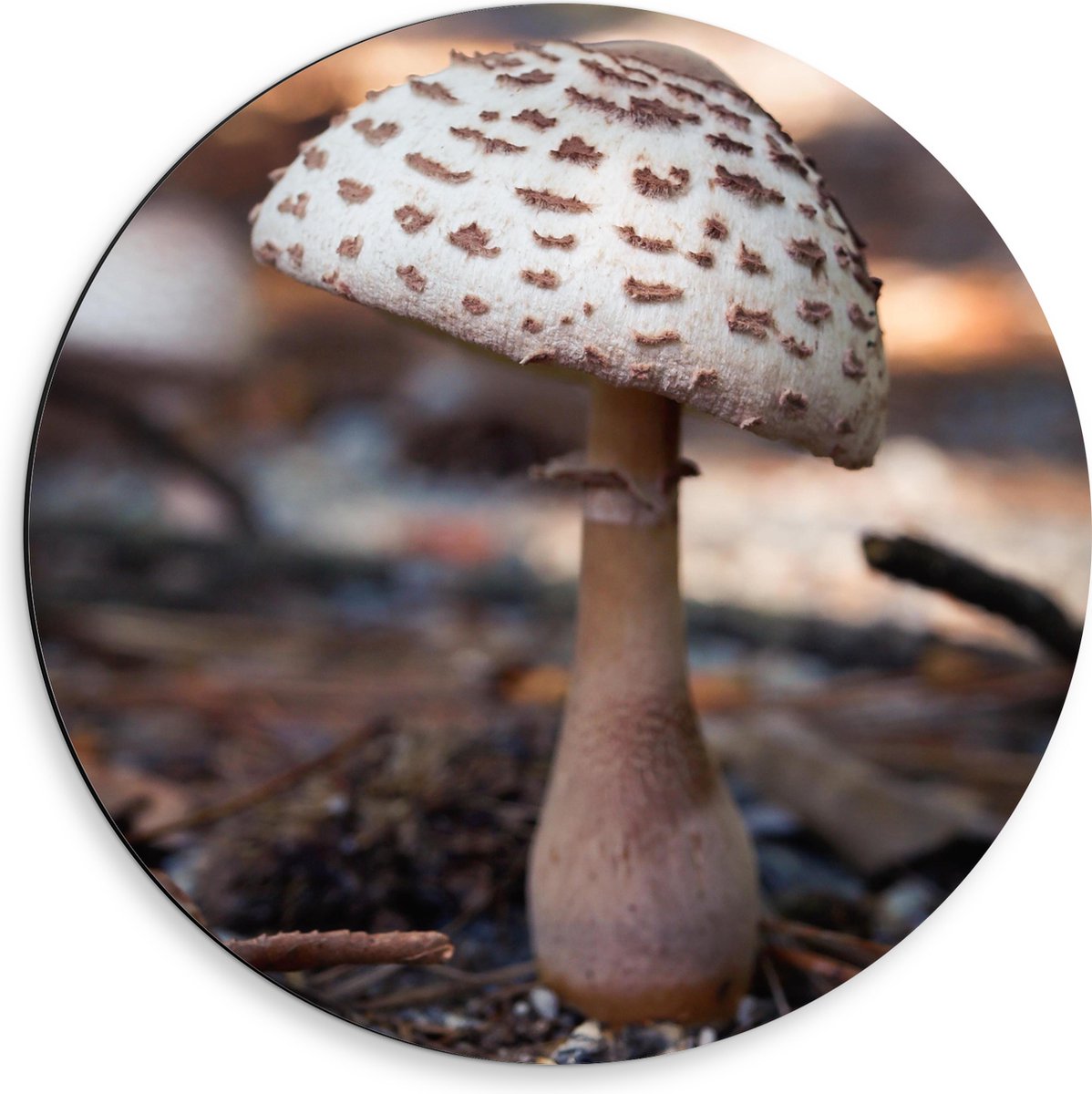 Dibond Muurcirkel - Knolparasolzwam Paddenstoel in Bos - 50x50 cm Foto op Aluminium Muurcirkel (met ophangsysteem)