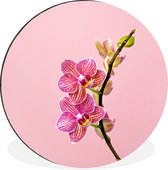Orchidées roses sur fond rose Cercle mural aluminium ⌀ 30 cm - impression photo sur cercle mural / cercle vivant / cercle de jardin (décoration murale)