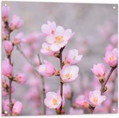 WallClassics - Tuinposter – Kleine Roze Sakura Bloem - 80x80 cm Foto op Tuinposter  (wanddecoratie voor buiten en binnen)