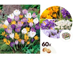 70 Crocus / Krokus - Gemengde Bloembollen - Grootbloemig - Voordeelverpakking - Grootverpakking