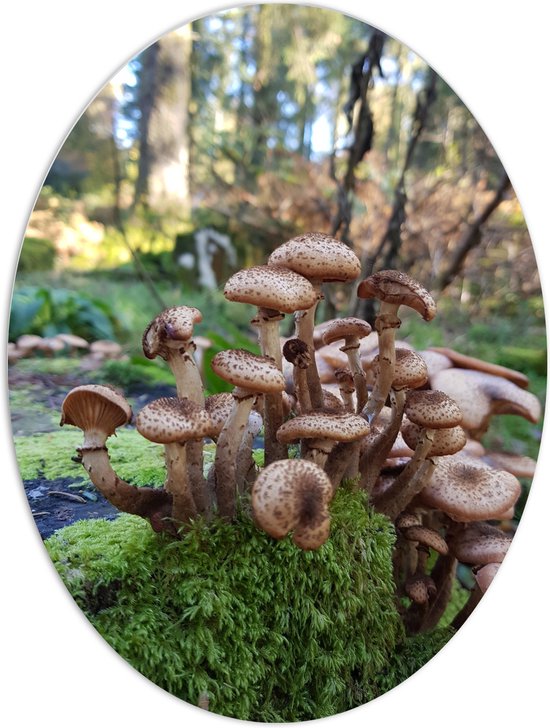 WallClassics - Panneau de mousse PVC ovale - Tas de champignons bruns sur mousse - 60x80 cm Photo sur ovale (avec système de suspension)