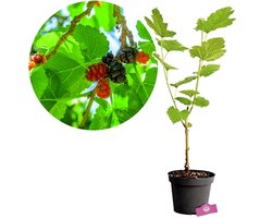 Morus illinois 'Everbearing', Moerbei 2L pot