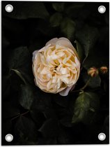 WallClassics - Garden Poster - Witte Tree Rose - 30x40 cm Photo sur Garden Poster (décoration murale pour l'extérieur et l'intérieur)