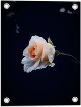 WallClassics - Poster Jardin - Rose Witte - 30x40 cm Photo sur Poster Jardin (décoration murale pour l'extérieur et l'intérieur)