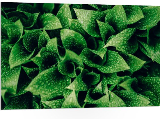 WallClassics - PVC Schuimplaat- close-Up Waterdruppels op Groene Plant - 105x70 cm Foto op PVC Schuimplaat