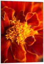 WallClassics - Dibond - Tagetes Erecta Plant - 60x90 cm Foto op Aluminium (Wanddecoratie van metaal)