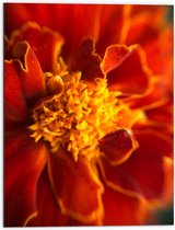 WallClassics - Dibond - Tagetes Erecta Plant - 60x80 cm Foto op Aluminium (Wanddecoratie van metaal)