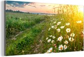 Wanddecoratie Metaal - Aluminium Schilderij Industrieel - Bloemen - Madelief - Natuur - Zon - Horizon - 80x40 cm - Dibond - Foto op aluminium - Industriële muurdecoratie - Voor de woonkamer/slaapkamer