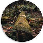 WallClassics - Cercle mural en panneau de mousse PVC - Arbre tombé - Photo 30x30 cm sur cercle mural (avec système d'accrochage)