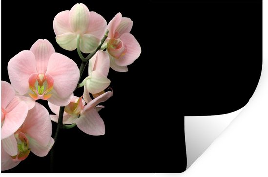 Stickers muraux Muraux - Feuille Autocollant - Orchidée - Fleurs - Rose - Nature Morte - Flora - 90x60 cm - Film Adhésif - Stickers muraux Chambre Enfant - Papier Peint Auto Adhésif