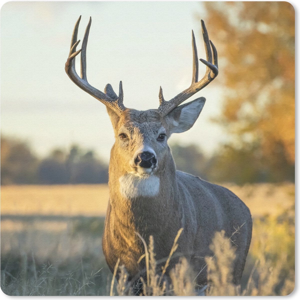Muismat 30x30 cm - Mousepad Hert - Gras - Herfst - Gewei - Natuur - Dieren - Muismatten