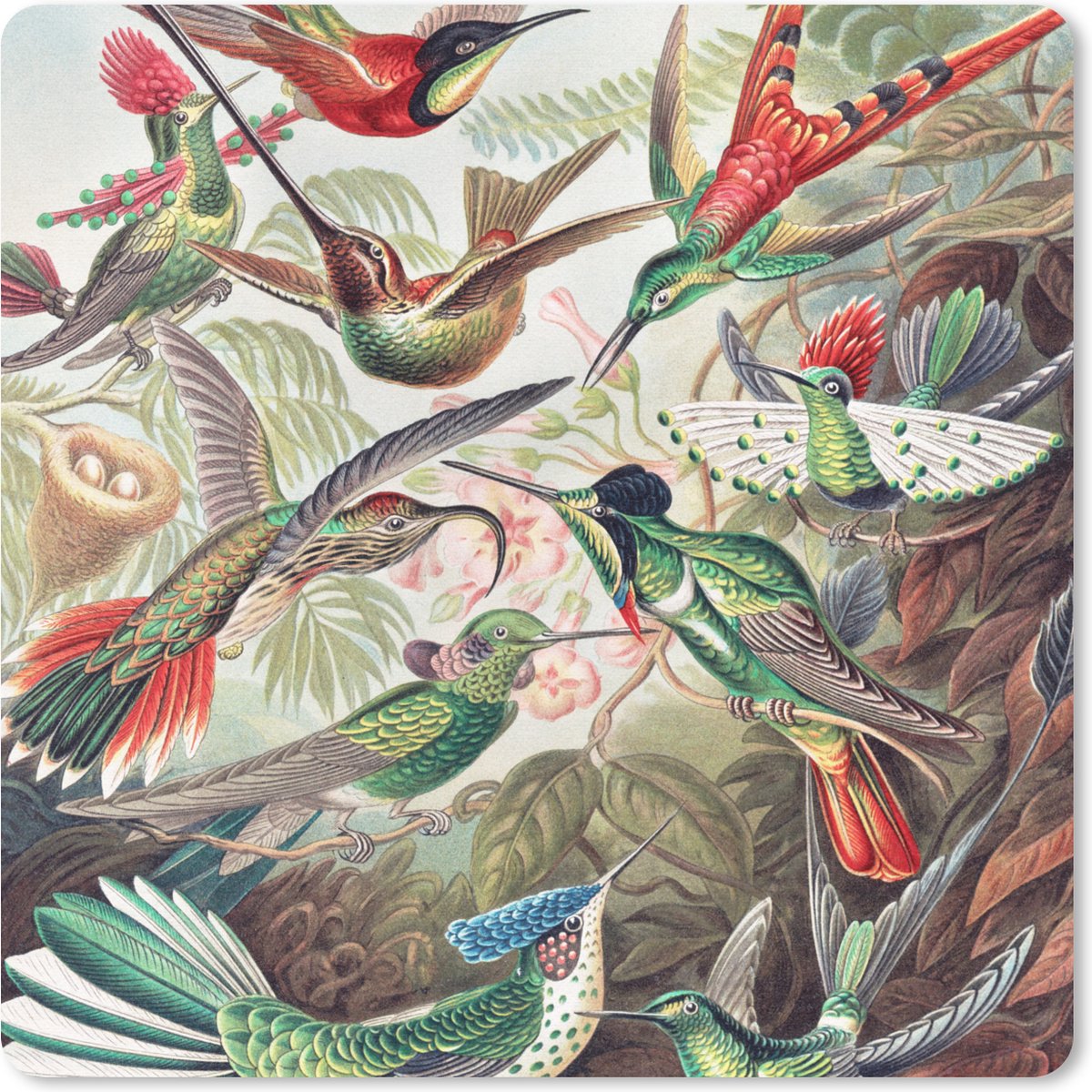 Muismat 20x20 cm - Mousepad Kolibrie - Vintage - Ernst Haeckel - Vogel - Kunst - Natuur - Muismatten