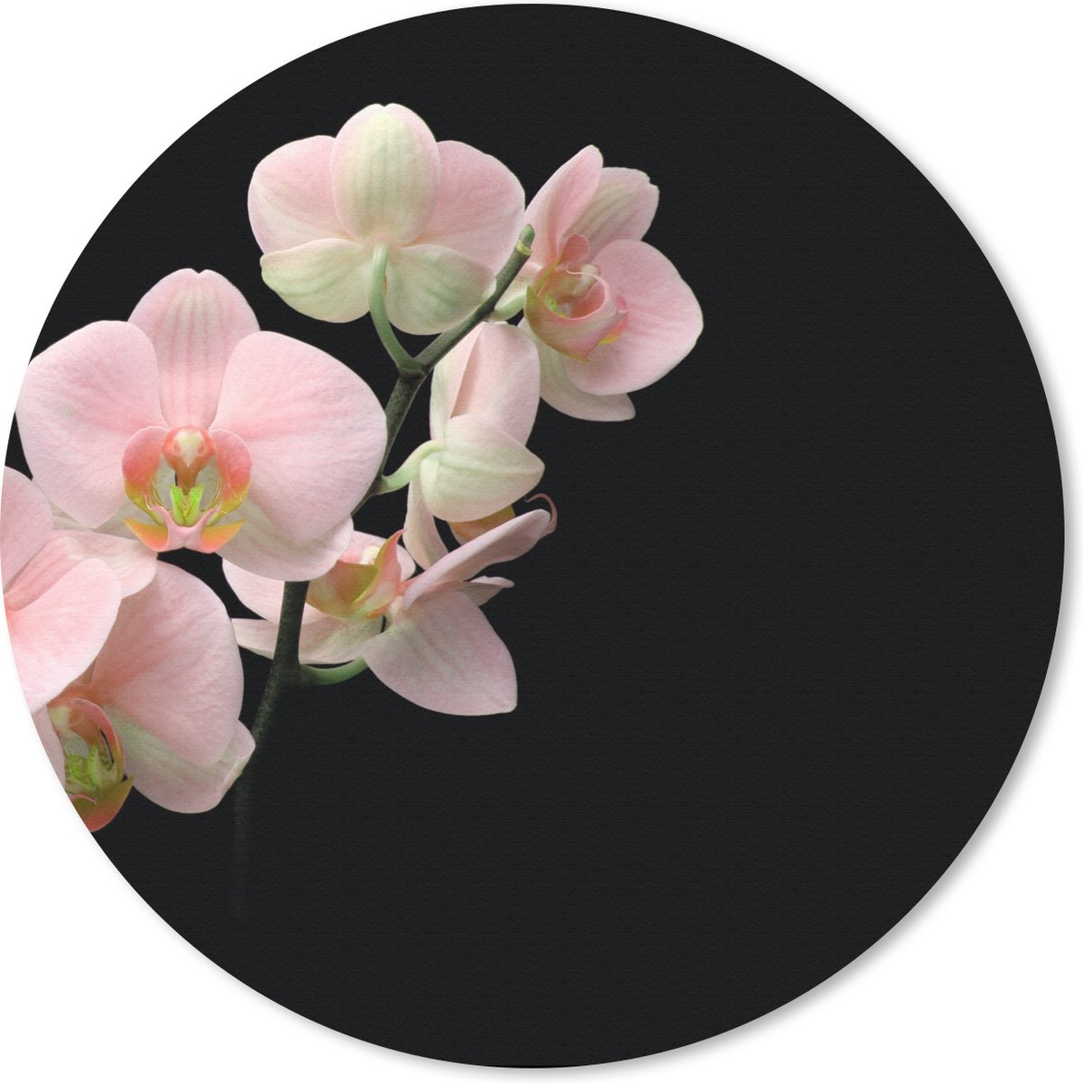 Muismat rond 40x40 cm - Mousepad Orchidee - Bloemen - Roze - Stilleven - Flora - Ronde muismatten