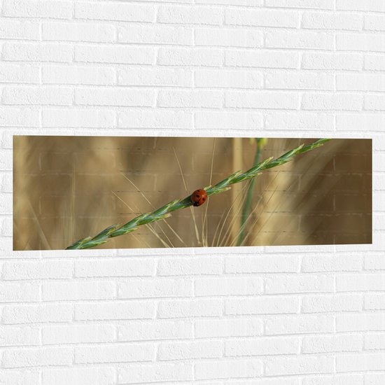 WallClassics - Muursticker - Lieveheersbeestje Op Graantje - 120x40 cm Foto op Muursticker