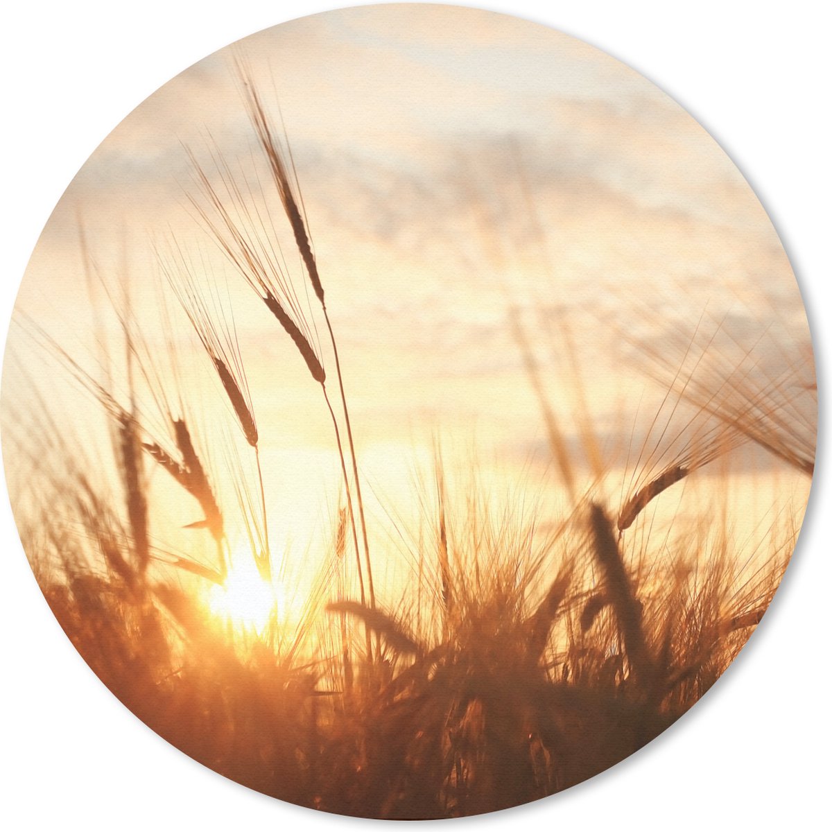 Muismat rond 20x20 cm - Mousepad Riet - Gras - Zonsondergang - Natuur - Horizon - Ronde muismatten