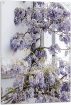 WallClassics - Tuinposter – Blauweregen Bloemen tegen de Muur - 70x105 cm Foto op Tuinposter  (wanddecoratie voor buiten en binnen)