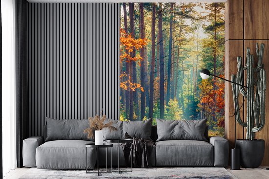 Behang - Fotobehang Bos - Zon - Natuur - Herfst - Breedte 225 cm x hoogte 350 cm