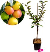 Malus domestica 'Sweet Summer'® speciale appelboom- Hoogte +100cm - 5 liter pot