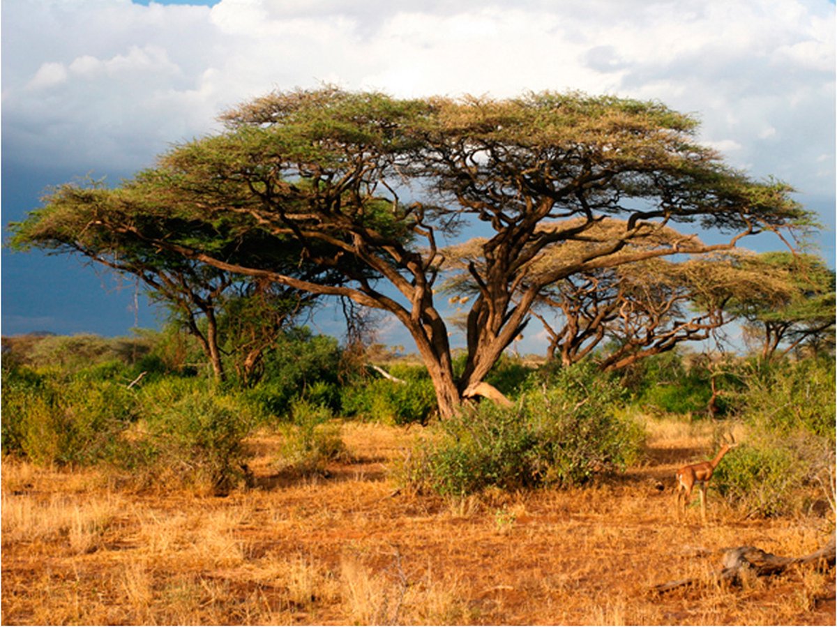 Fotobehang - Samburu National Reserve, Kenia.