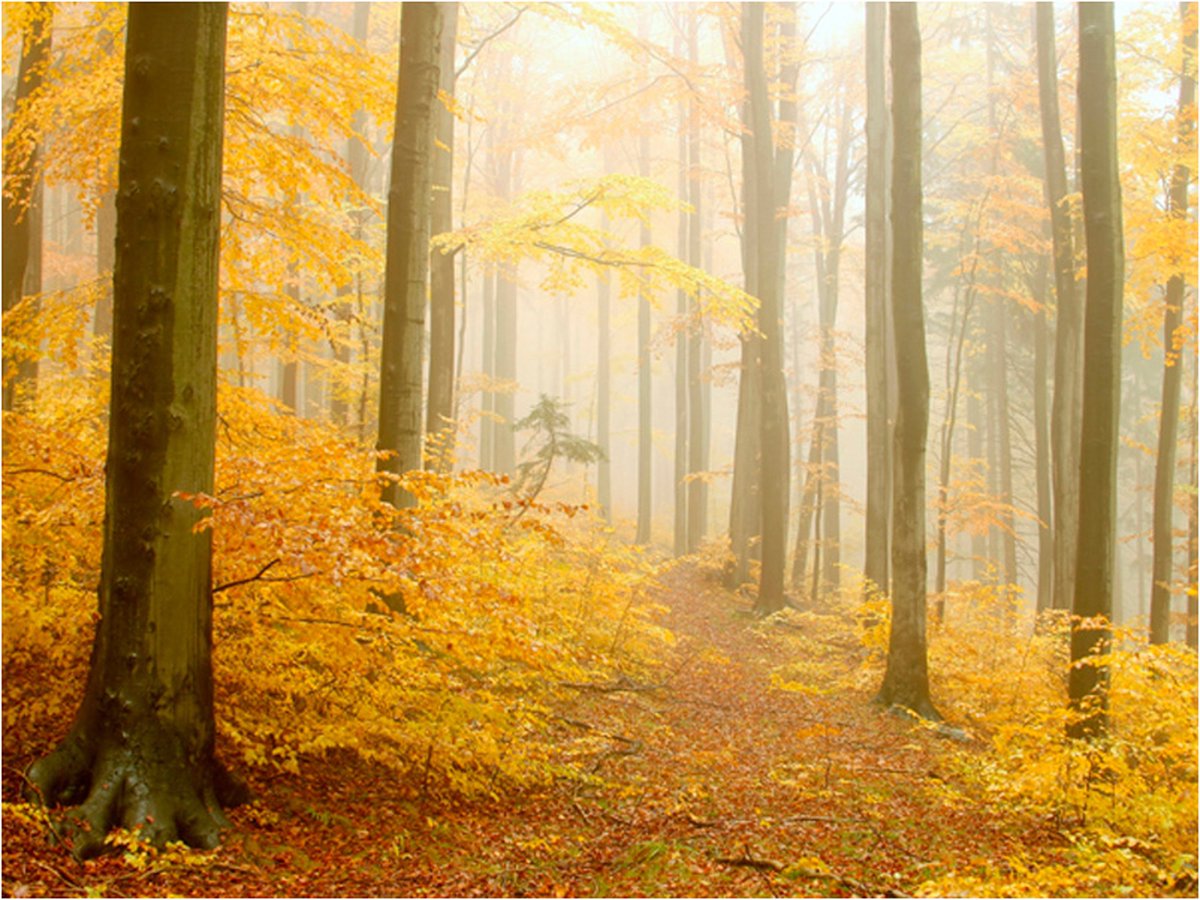 Fotobehang - bos - herfst.